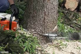 Best Tree Removal  in Ontario, CA