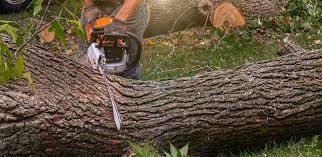 Best Aeration Services  in Ontario, CA