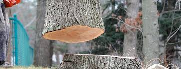 Best Storm Damage Tree Cleanup  in Ontario, CA