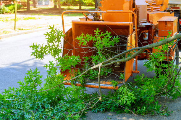 Best Tree Disease Treatment  in Ontario, CA