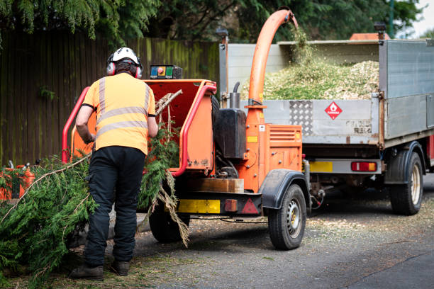 Best Root Management and Removal  in Ontario, CA