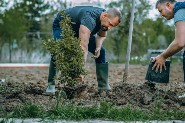Trusted Ontario, CA Tree Services Experts