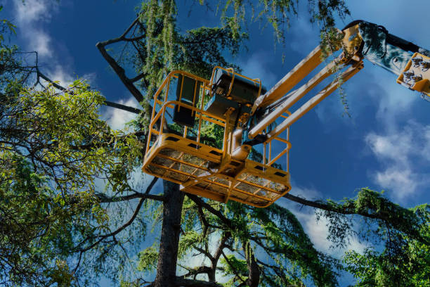 Best Tree Mulching  in Ontario, CA