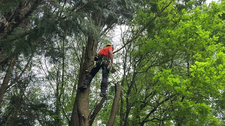 Best Arborist Consultation Services  in Ontario, CA