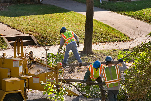 Best Lot and Land Clearing  in Ontario, CA