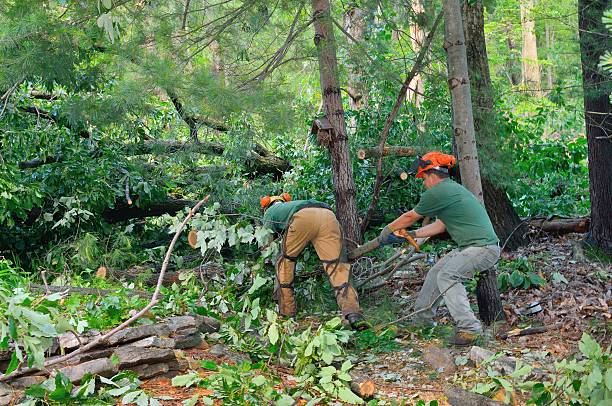 Best Leaf Removal  in Ontario, CA