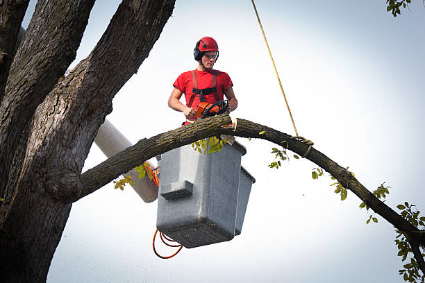 Best Tree Preservation Services  in Ontario, CA