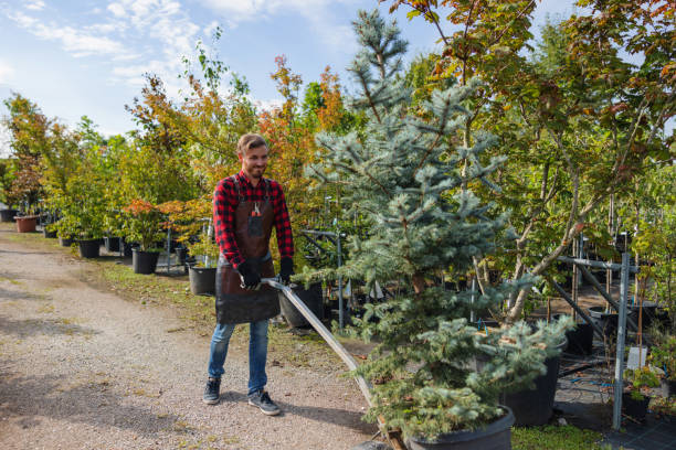 Best Tree Cabling and Bracing  in Ontario, CA