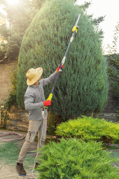 Best Stump Grinding and Removal  in Ontario, CA