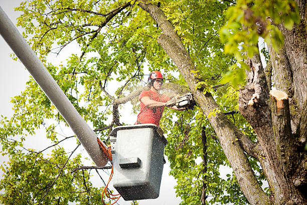 How Our Tree Care Process Works  in  Ontario, CA